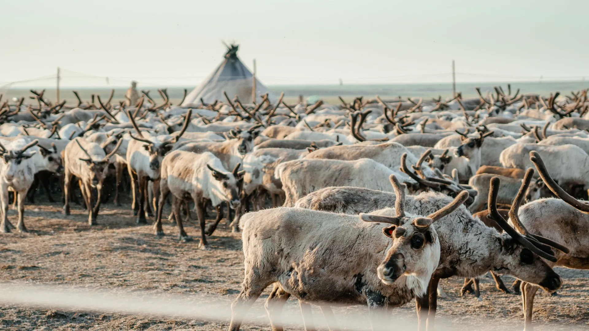 Летом, кроме грибов, северные олени любят полакомиться и ягодами. Фото: Юлия Чудинова / «Ямал-Медиа»