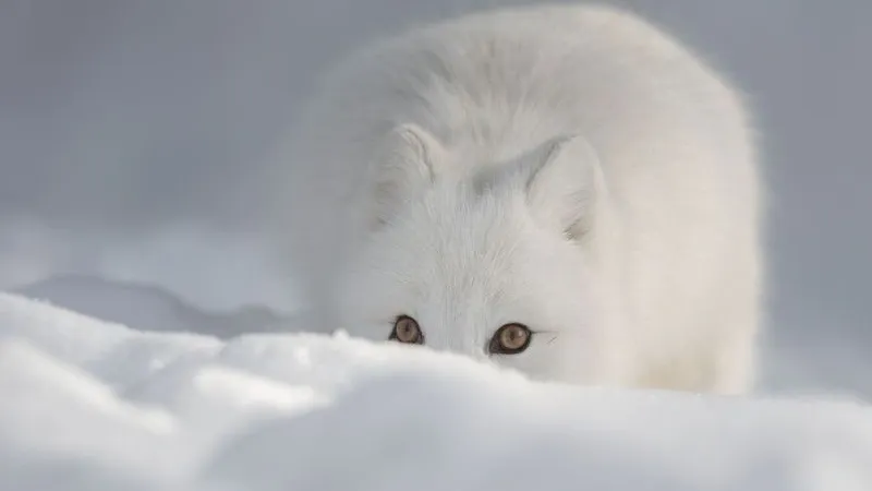 Страдающие бешенством песцы опасны для людей и животных.  Фото: Andrew Astbury / shutterstock.com / Fotodom