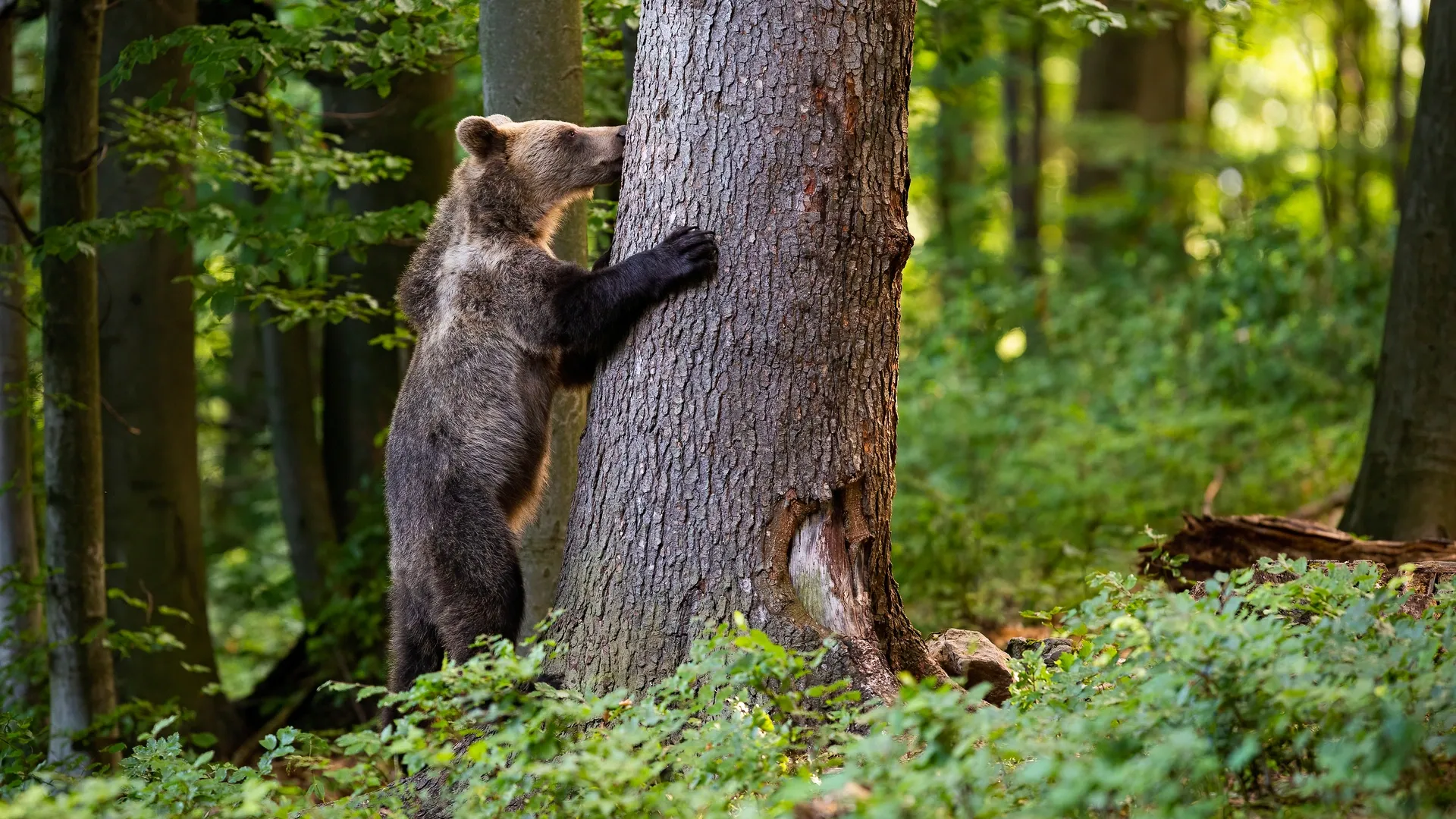 Будьте внимательны и осторожны! Фото: WildMedia / Shutterstock.com