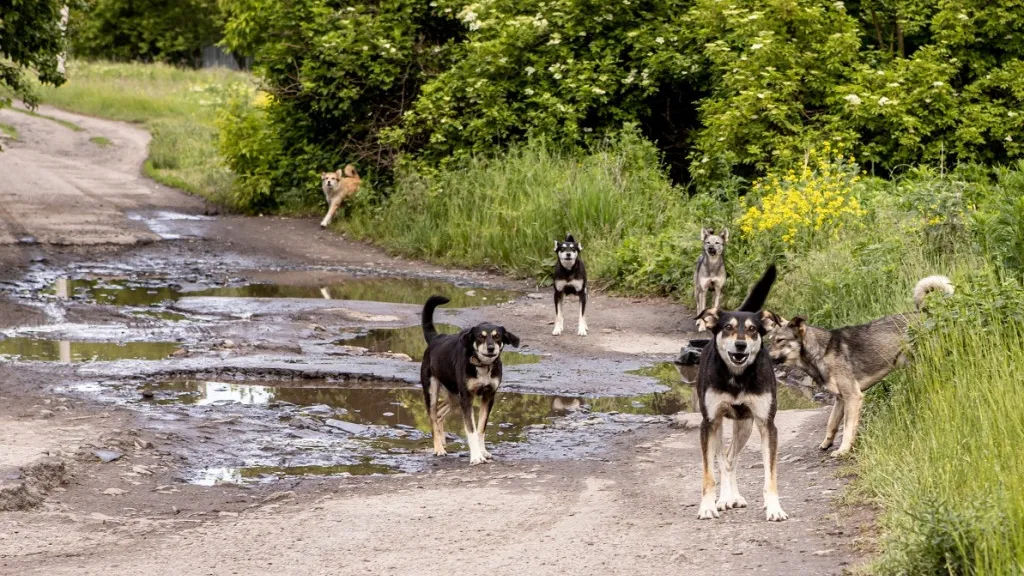 Фото: Katerina Klio / shutterstock.com