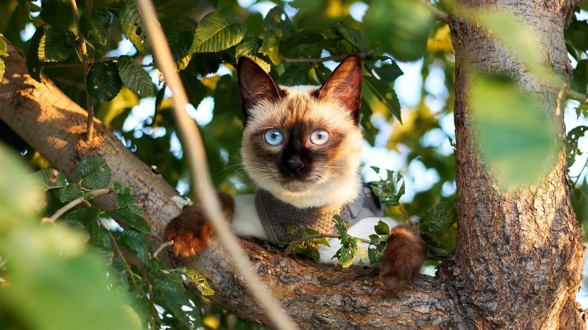 Фото: watcher fox / Shutterstock / Fotodom