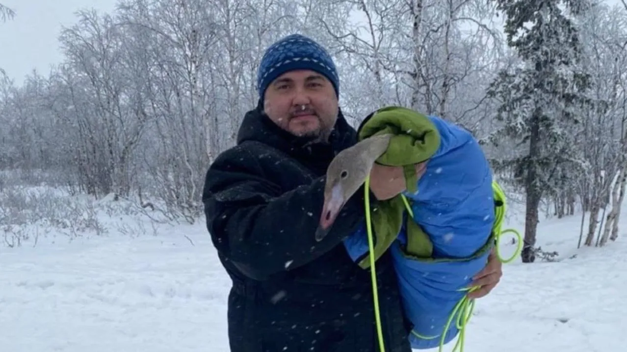 Волонтеры помогут молодому лебедю перезимовать. Фото: vk.com/salekhard_adm