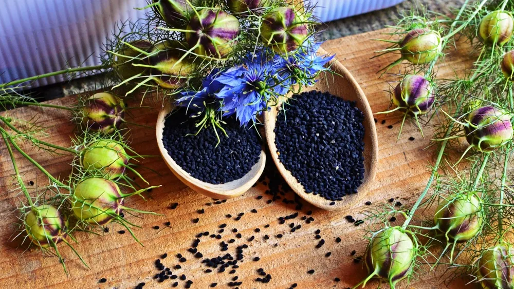 Фото: Nigella sativa/Shutterstock/ФОТОДОМ