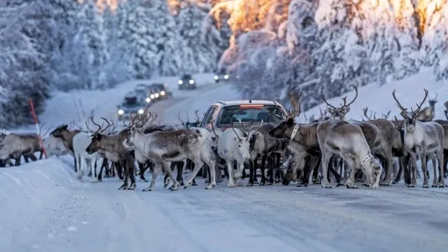 Для безопасной перегонки оленей дорогу полностью перекрывают. Фото: David Pineda Svenske / shutterstock.com / Fotodom