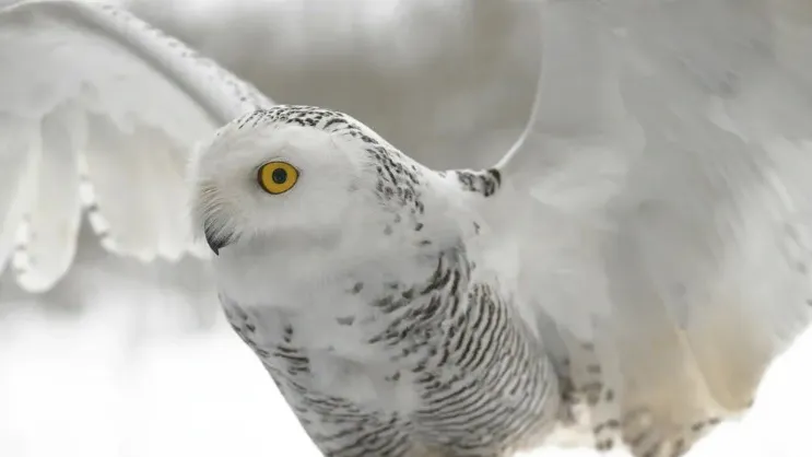 Bubo scandiacus, полярная (белая) сова.  Фото: Evgeniya Fedorova Dramas / shutterstock.com / Fotodom