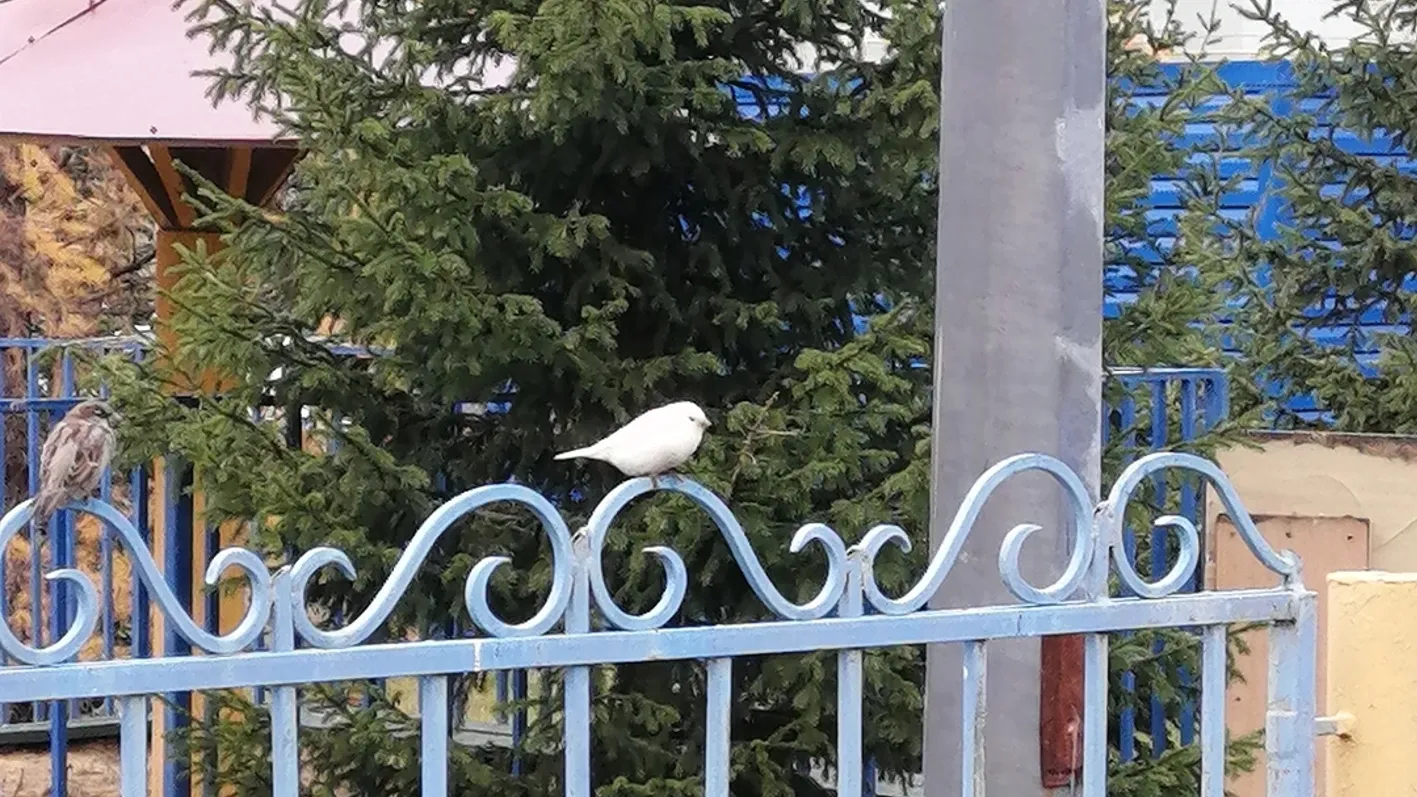 Белый воробей старается держаться поближе к своим сородичам. Фото: прислано читателем "Красного Севера"