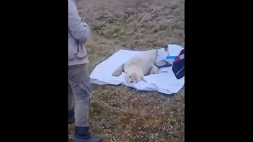 Очнулся медведь уже на новом месте. Фото: предоставлено пресс-службой департамента природных ресурсов и экологии ЯНАО