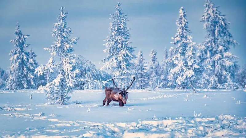 Фото: предоставлено Равилем Сафарбековым