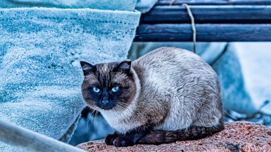 Фото из архива Равиля Сафарбекова