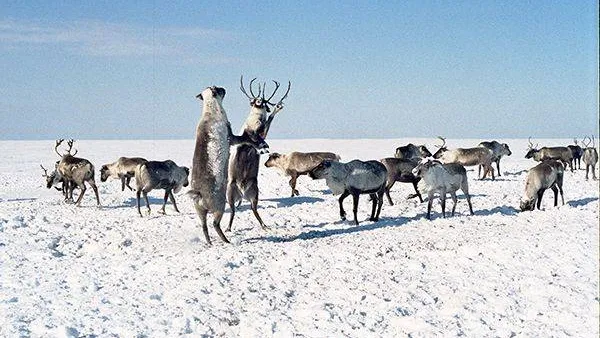 Фото: Хабэча Яунгад / «Красный Север»