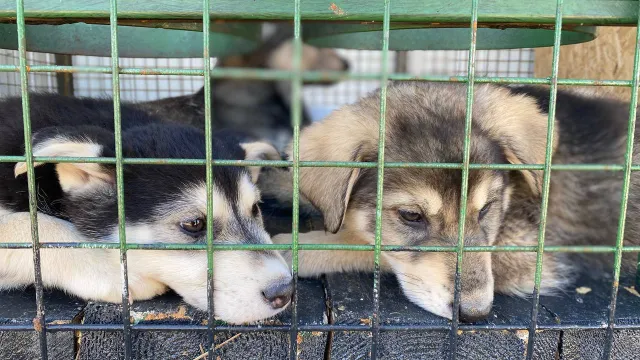 Щенки в приюте "Дорога Домой". Фото: Пашкова Анна/ "Красный Север"