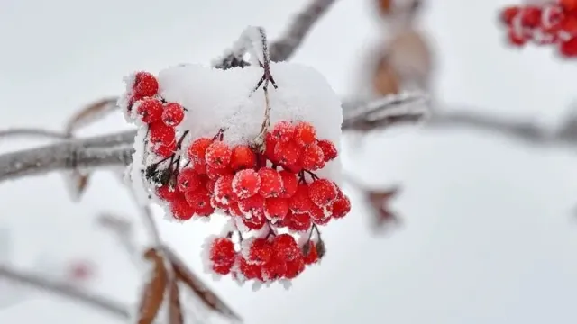 Фото: Андрей Ткачёв / "Ямал-Медиа"