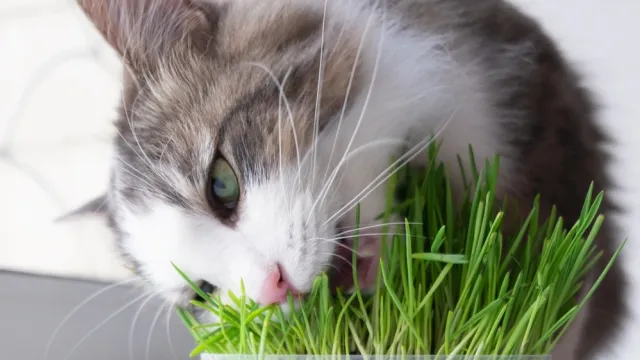 Кошкам из городского приюта зелень пришлась по вкусу. Фото: Kashaeva Irina / shutterstock.com / Fotodom