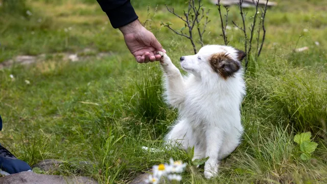 Ненецкие лайки отличаются особой привязанностью к человеку. Фото: Федор Воронов / "Ямал-Медиа"