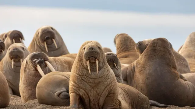 Сейчас моржовая популяция насчитывает около 5000 особей. Фото: Zaruba Ondrej / shutterstock.com / Fotodom