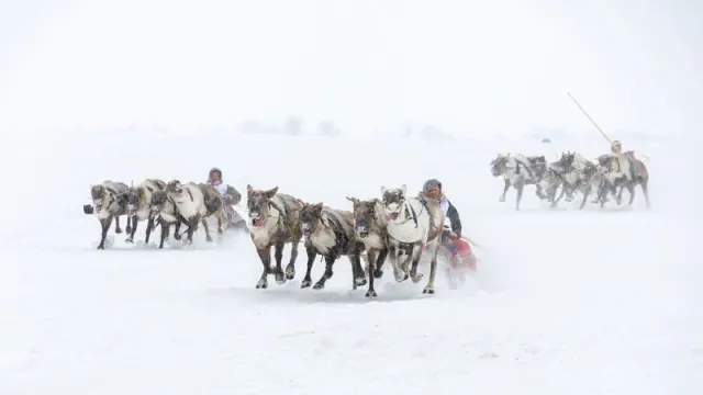 Гостей национального праздника ждут самые захватывающие зрелища. Гонки на оленьих упряжках - одно из них. Фото: Василий Петров / "Ямал-Медиа"