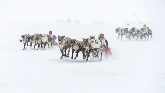 Фото: Василий Петров / «Ямал-Медиа»