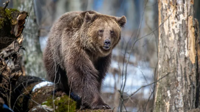 Ямальцев настоятельно просят не подкармливать хищников. Фото: Volodymyr Burdiak / shutterstock.com