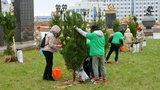 Вечнозеленые деревья украсят парк Победы в Салехарде. Фото: предоставлено пресс-службой губернатора ЯНАО