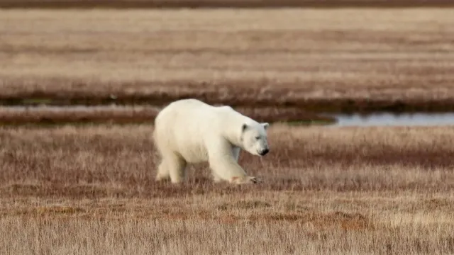 Белый медведь на острове Шокальского. Фото: Дмитрий Ждан / vk.com/dmitriyhusky