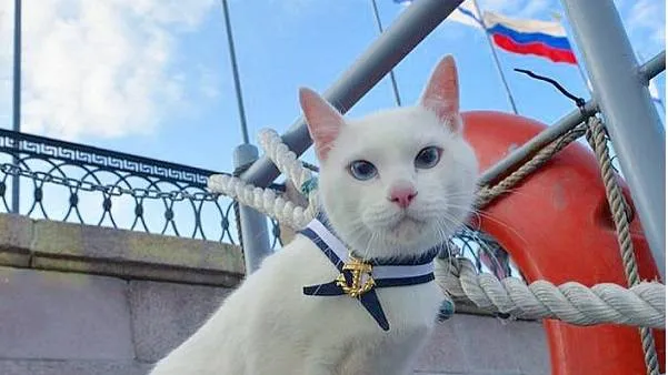 Фото: аккаунт Белоснежный эрмитажный #КотАхилл, Instagram